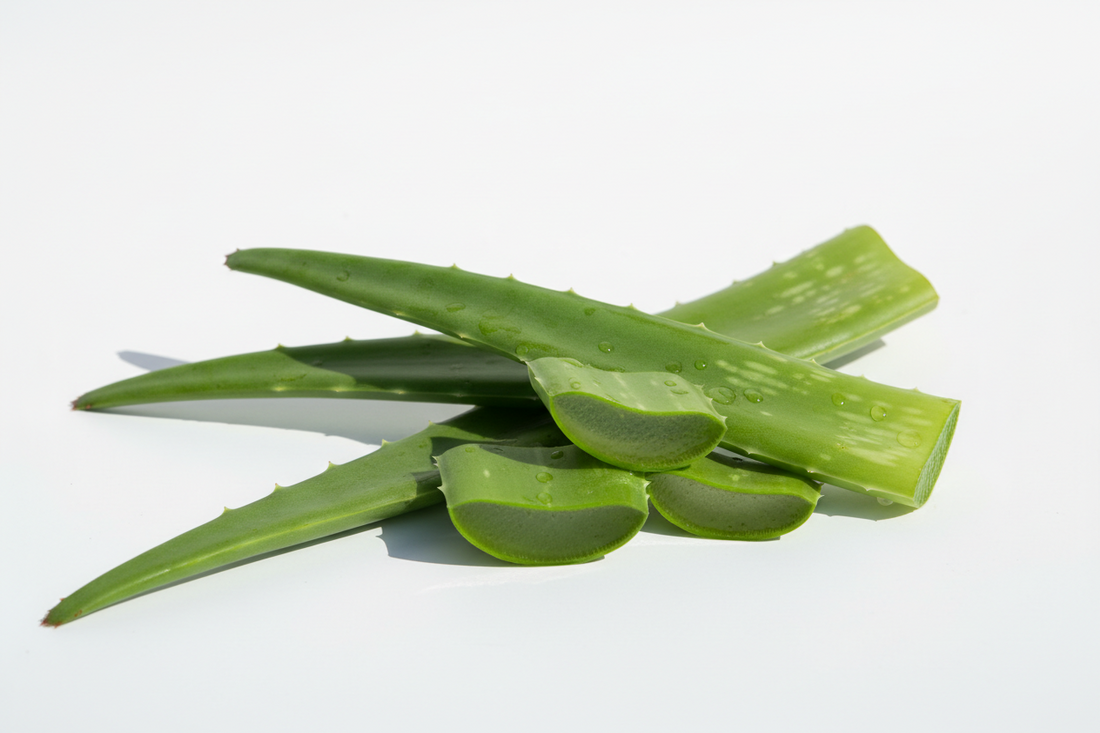 Aloe Vera Nedir? Faydaları ve Kullanım Alanları