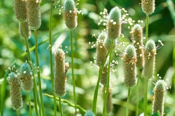 Karnıyarık Otu Nedir? Bilimsel Araştırmalar Işığında Kapsamlı Bir Rehber